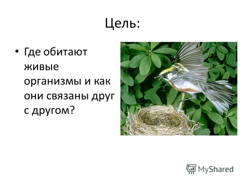 где обитают живые организмы на нашей планете 5 класс. презентация куда. где обитают животные биология 5 класс. где обитают живые организмы. где обитают живые организмы на нашей планете 5 класс.