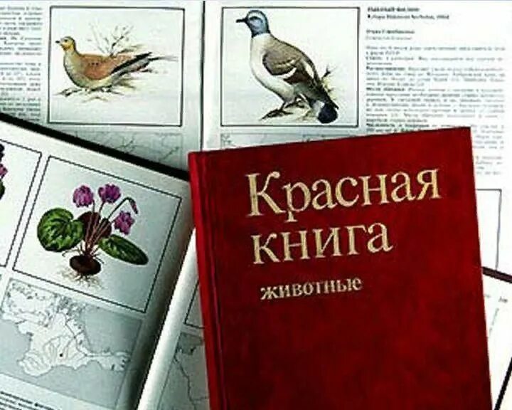 Великая красная книга. Красная книга. Красный. Красная Клинга. Изображение красной книги.