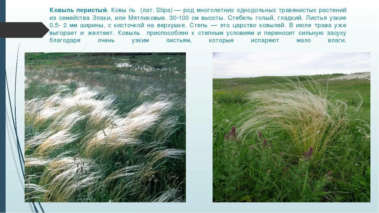 В какой природной зоне растут злаки. Ковыль перистый растение. Ковыль перистый (Stipa pennata l.). Ковыль перистый красная книга. Ковыль в Пензенской области.