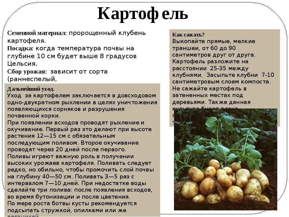 Порядок посадки картофеля. Характеристика картофеля. Картофель краткая характеристика. Картофель краткое описание.