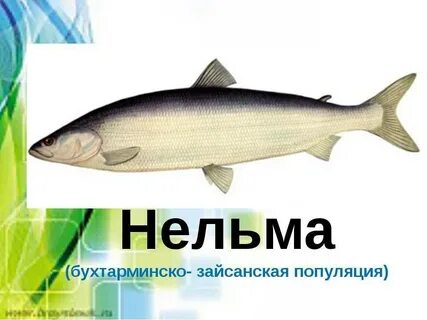 Нельма краснокнижная