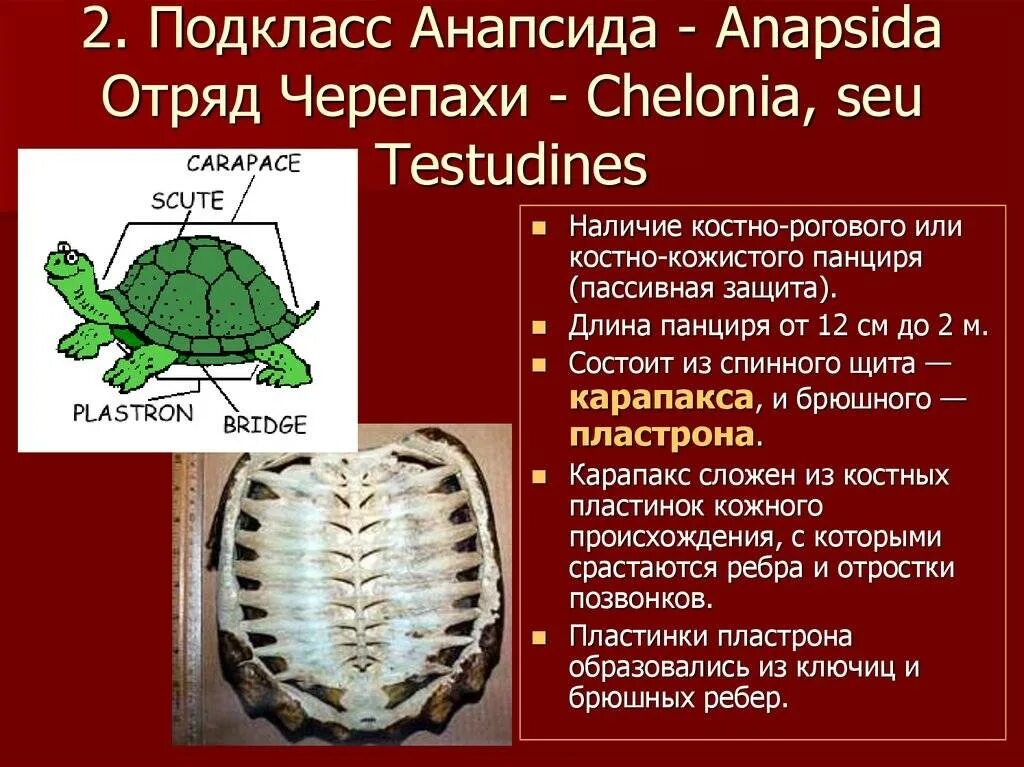 Черепахи анапсиды?. Подкласс черепахи. Отряд черепахи (Chelonia). Систематика черепахи.