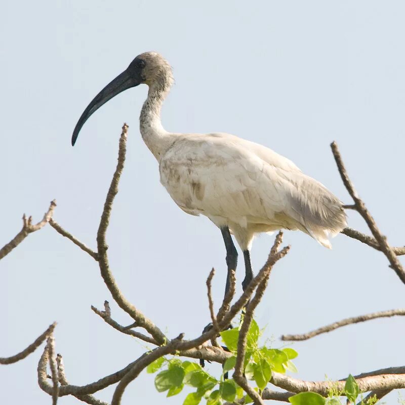 Ибис 7 букв. Черноголовый ибис. аистообразные (ciconiiformes). семейство ибисовые threskiornithidae. отряд голенастые.