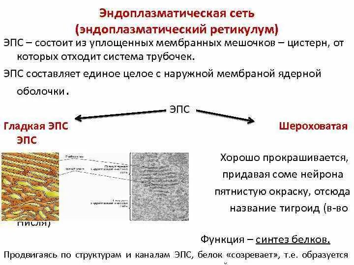 Система канальцев пронизывающих цитоплазму система уплощенных