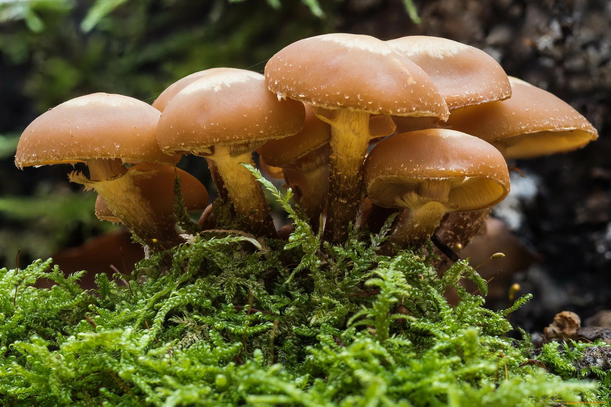 Медовый гриб. Опенок темный armillaria ostoyae. Опёнок толстоногий (armillaria lutea). Медовый гриб. Медовый гриб.