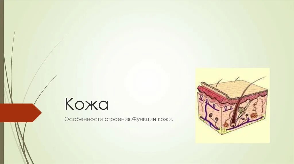 Фон для презентации кожа человека. Тема кожа человека. Функции кожи. Кожа человека презентация.