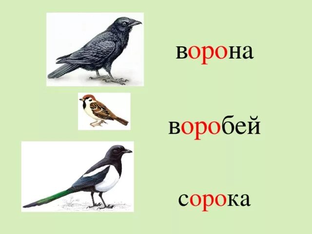 Составь слова ворона. Словарные слова ворона Воробей сорока. Словарная работа ворона. Воробей ворона словарные слова. Словарные слова ворона сорока.