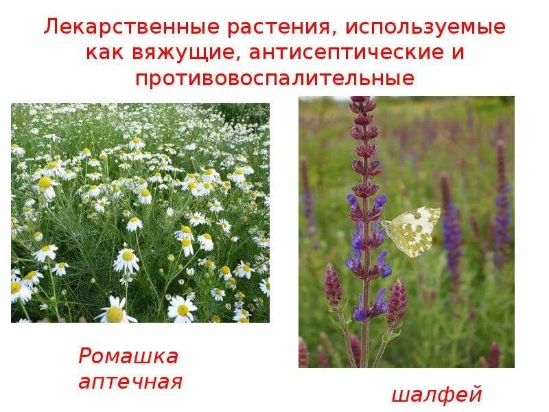 Вяжущие лрс. Вяжущие лекарственные растения. лекарственных растений обладающих вяжущим действием. лекарственные растения вяжущего действия. растения оказывающие вяжущее действие.