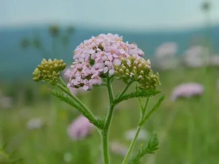 Растение кашка луговая