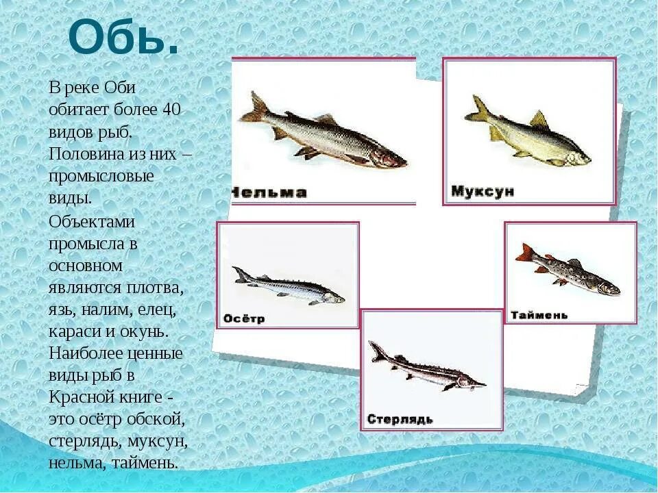 Какая рыба водится в реке оби. Рыбы которые водятся в Оби. Рыба реки Оби. Обитатели реки Обь. Обитатели реки Обь в Новосибирске.