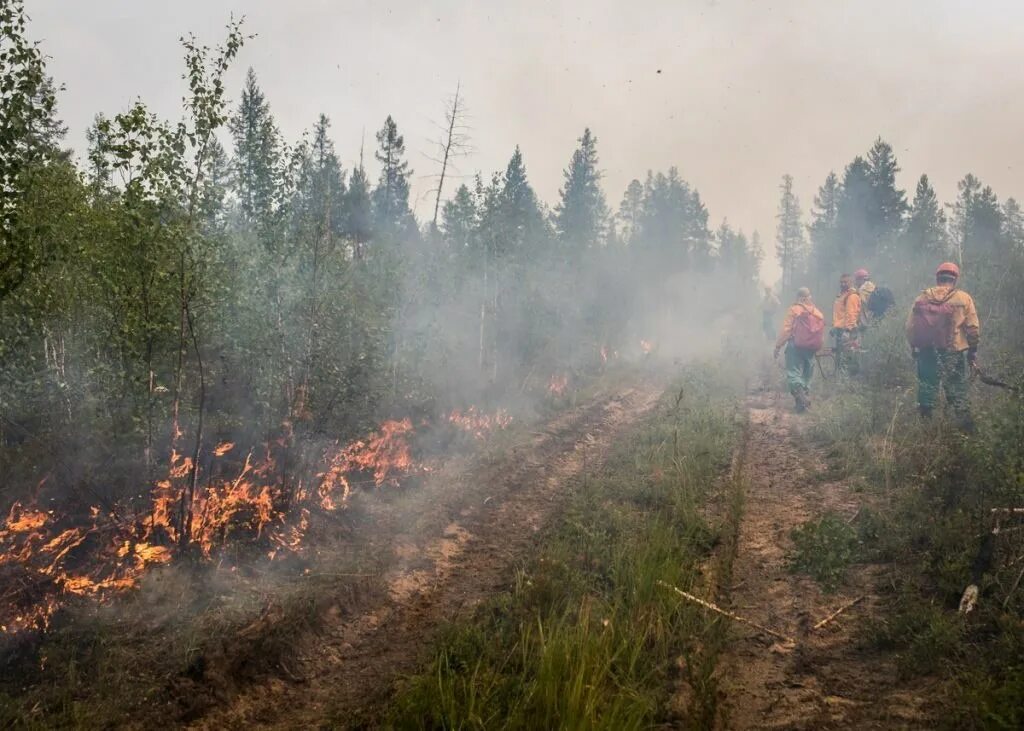 Лесные пожары в Якутии 2022. Лесные пожары встречный пал. Лесные пожары в Якутии 2023. Пожар в лесу в 2022 году в Якутии. Этом сохраняется на высоком