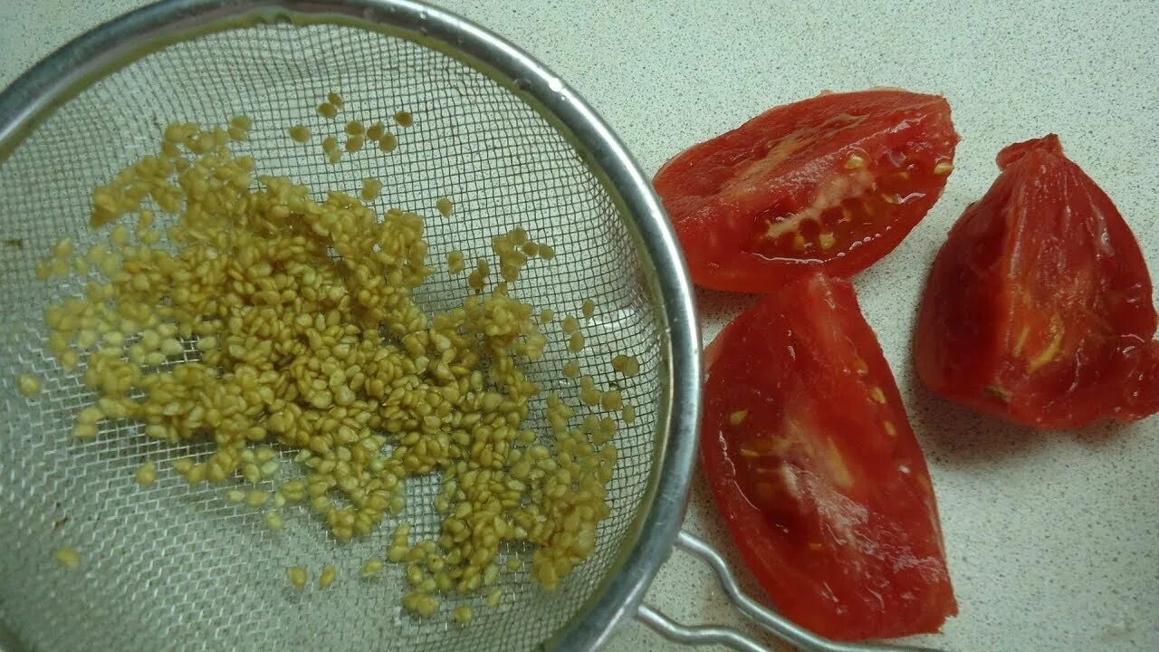 Как приготовить семена томатов из своих помидор. Заготовка семян томатов. семена помидор. собираем семена томатов. свои семена томатов.