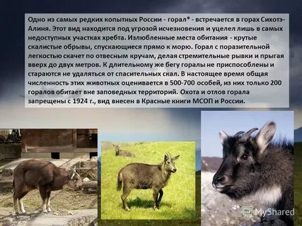 Какое животное не обитает на территории
