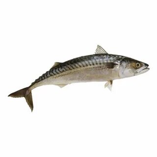 Наше море рыба