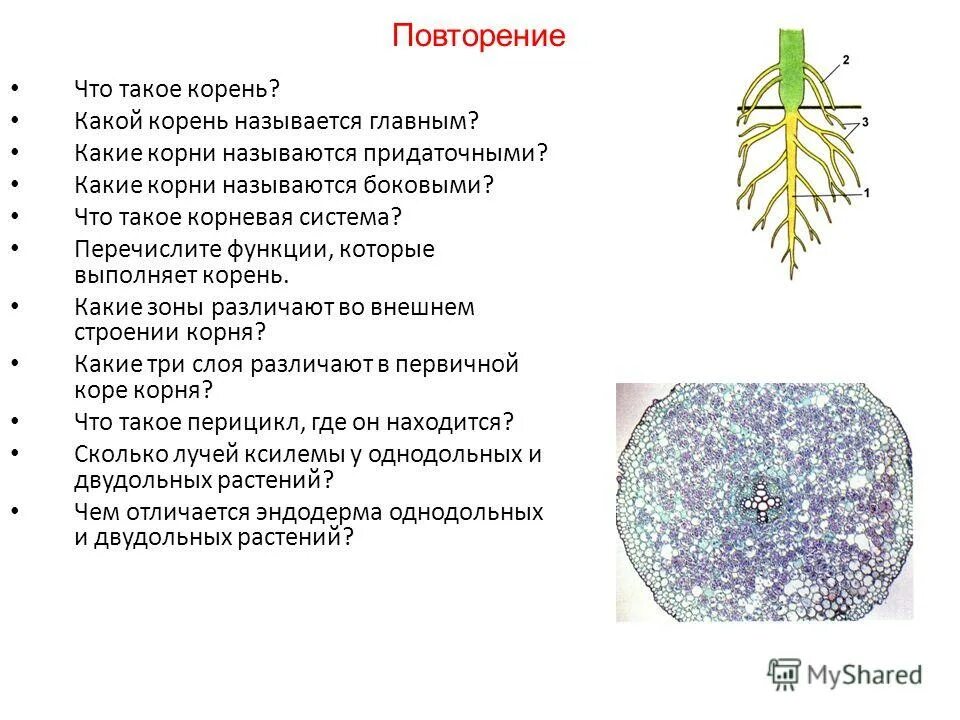 Перечислите основные функции операционной системы кратко. Повторение строение корня. Какую из перечисленных функций выполняет спинной мозг?. Назовите основные функции ос. Функции в организме человека выполняет желчь.