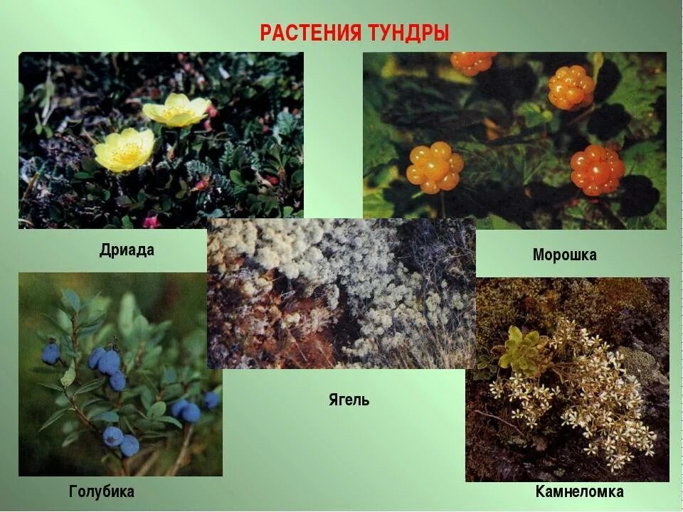 Виды растений тундры