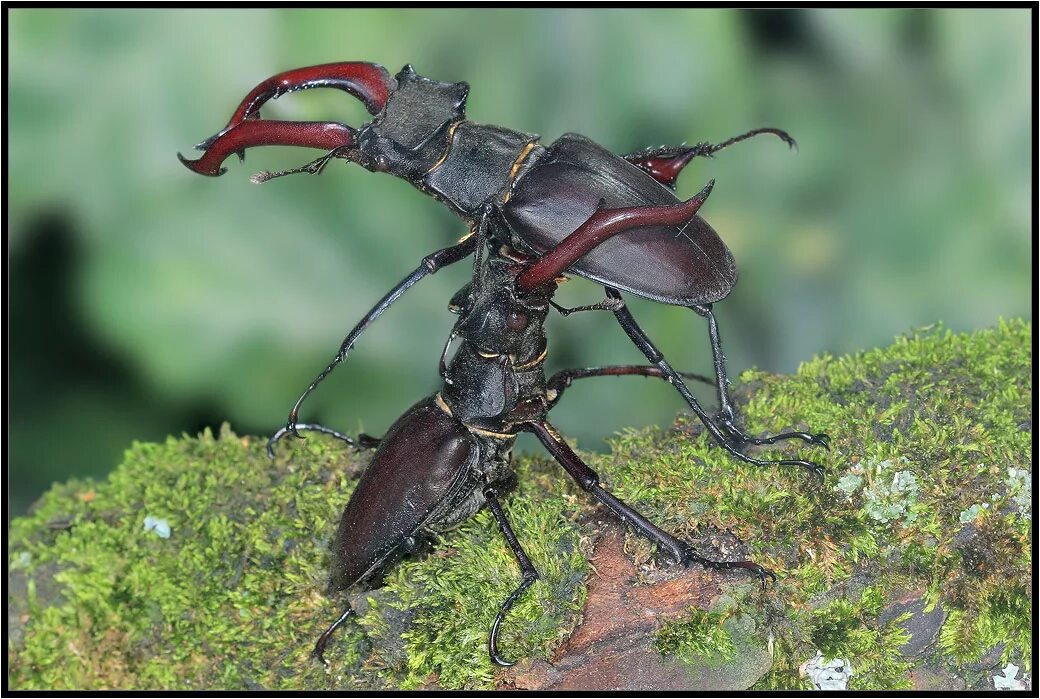 Жук олень описание. Майский жук большой. Смешной красивый жук. Сообщение про жука оленя. Жук олень названа так.