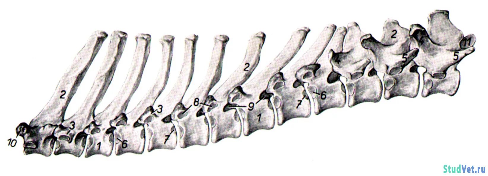 Особенности позвоночника собаки. Грудной позвонок собаки. Анатомия шейного отдела позвоночника собак. Грудной позвонок собаки анатомия. Скелет собаки грудные позвонки.