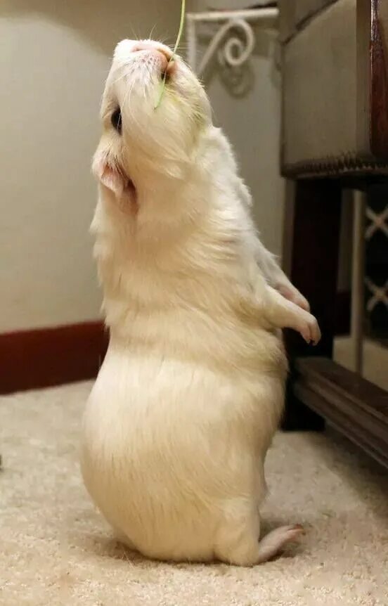 Морская свинка шуша. Морская свинка на задних лапках. Лапки свинки. Лапки свинки. Морская свинка шуша.