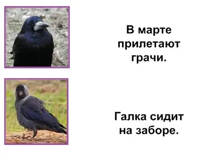 Допиши по образцу грач грача