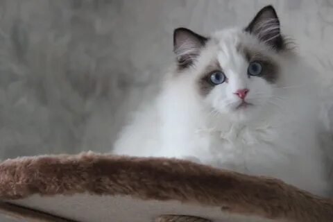 Сколько стоят кошки рэгдолл