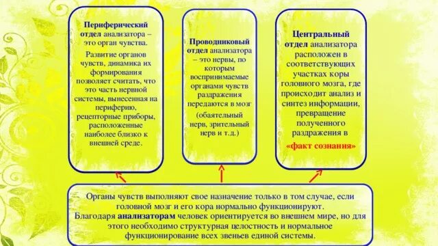 Функции каждого отдела анализатора. Функции периферического анализатора. Функции периферического отдела зрительного анализатора. Периферический проводниковый Центральный отделы анализаторов. Периферический отдел функции.