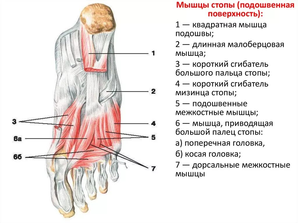 Короткий сгибатель пальцев стопы анатомия. Мышцы подошвы стопы анатомия. Мышцы стопы подошвенная группа. Мышцы стопы анатомия подошвенная.