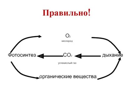 Вещества образующиеся в процессе дыхания