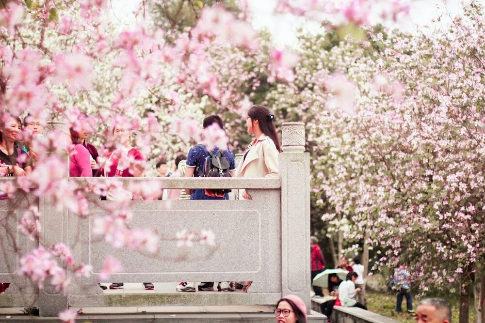 Ken ga kimi новелла. Meet you at the blossom новелла. Английская новелла игра. Доброе утро сакура. Свидание с ночевкой новелла.
