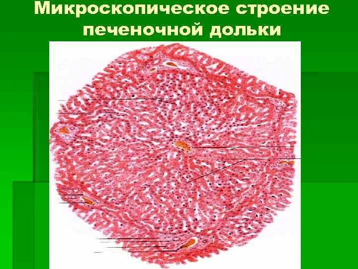 Презентация на тему: "Кость Головка (губчатое вещество) Красный костный мозг Сре