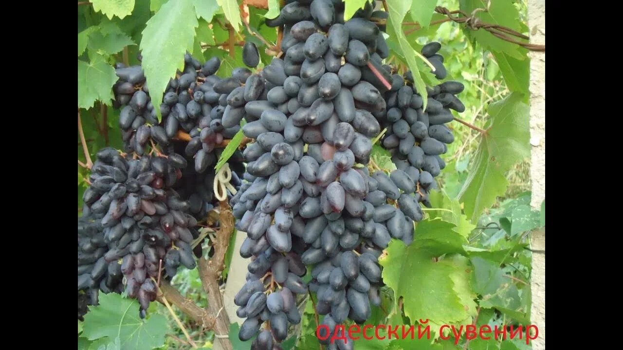 Одесский черный. Одесский сувенир сорт винограда. Одесский черный сорт винограда. Черная Одесса виноград. Сорт винограда Одесса.