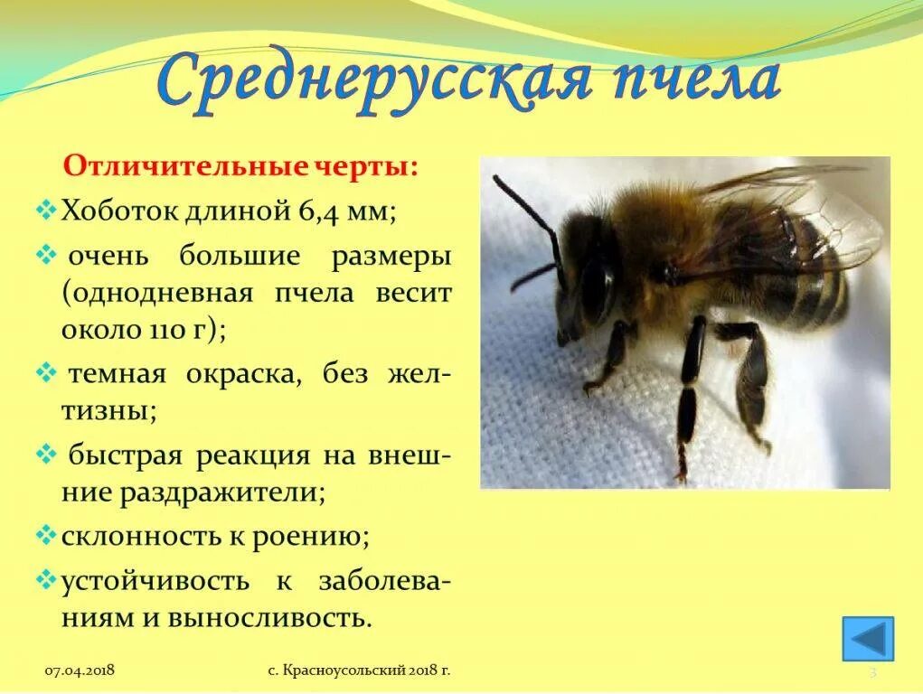 Какие пчелы самые