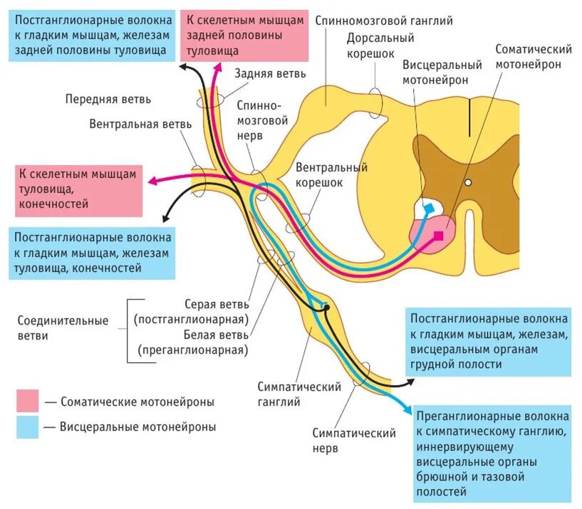 Иннервирует гладкие мышцы. Образование спинномозговых нервов схема. Симпатический ствол и спинномозговые нервы. Образование и ветви спинномозгового нерва (схема):. Схема образования сплетений и спинномозговых нервов ветви.