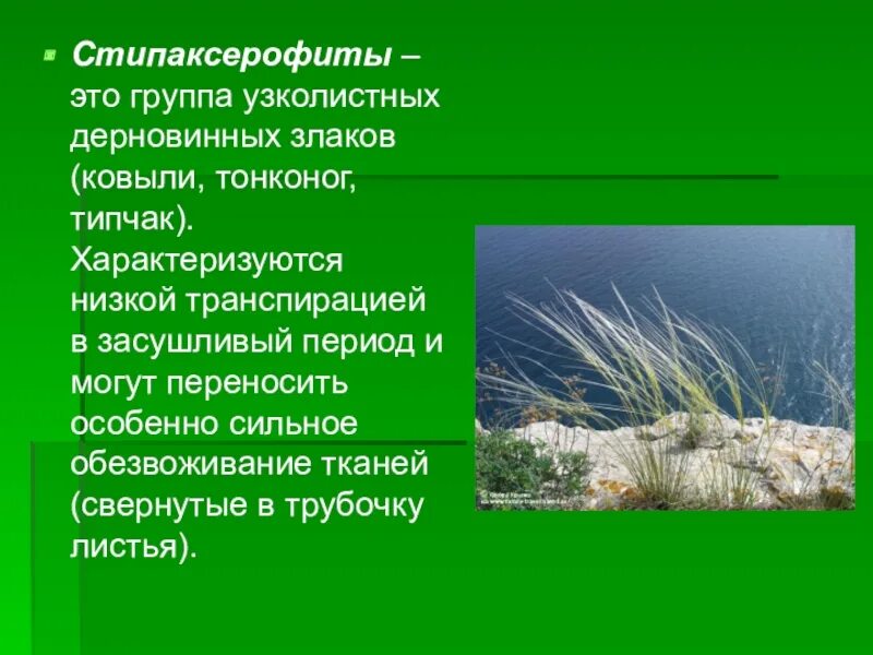 Экологическая группа ксерофиты. Ковыль Типчак Тонконог. Ковыль и Типчак. Склерофиты и ксерофиты. Ковыль экологическая группа.