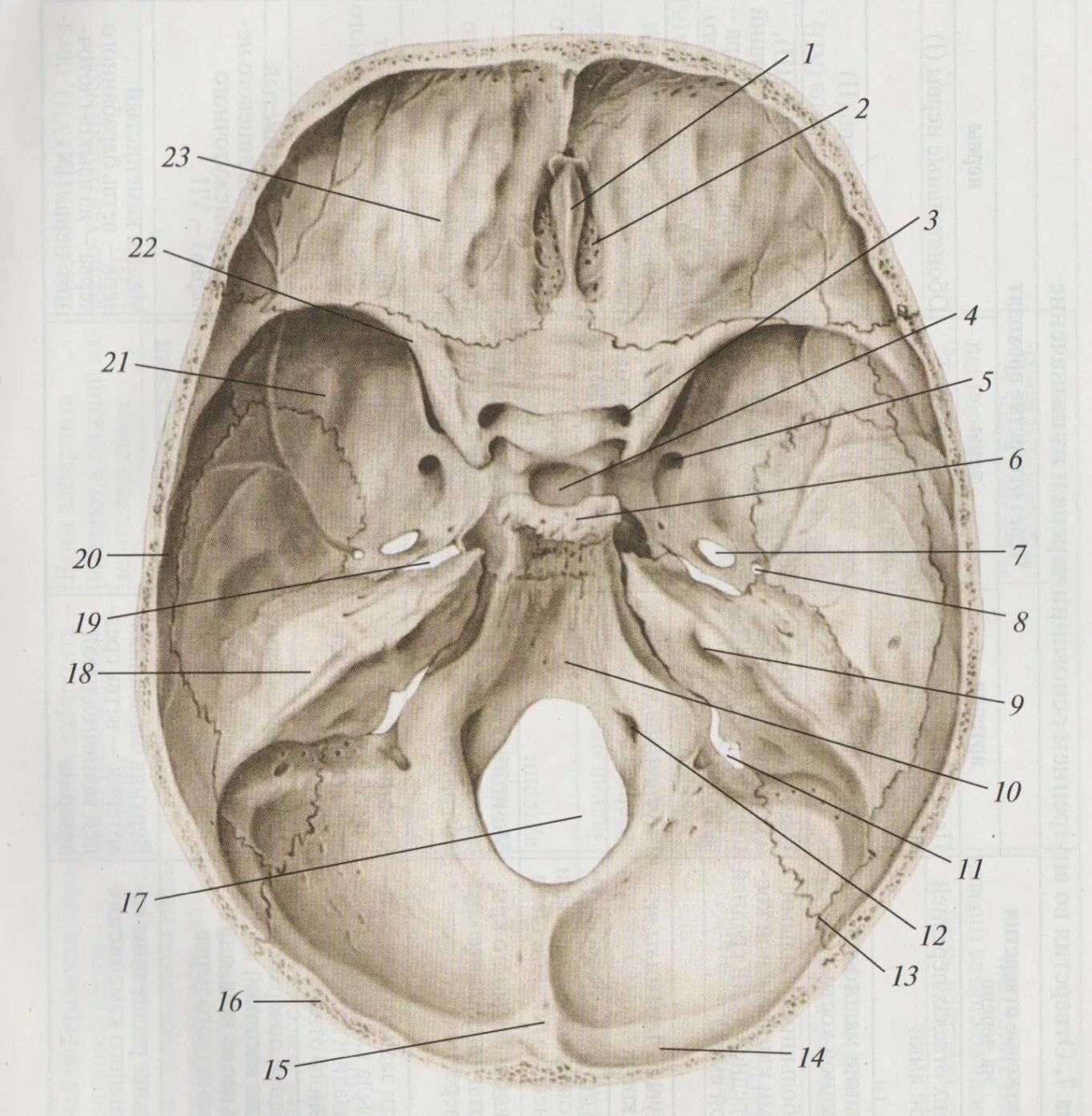 Области основания черепа. Основание черепа Черепные ямки. Основание черепа анатомия Черепные ямки. Внутреннее основание черепа анатомия. Черепные ямки анатомия внутреннее основание черепа.