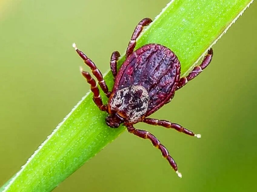 Dermacentor reticulatus. Иксодовые клещи. Клещи Лесные. Самый опасный клещ