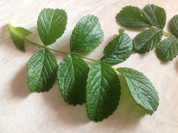 Rosa acicularis (bristly rose)