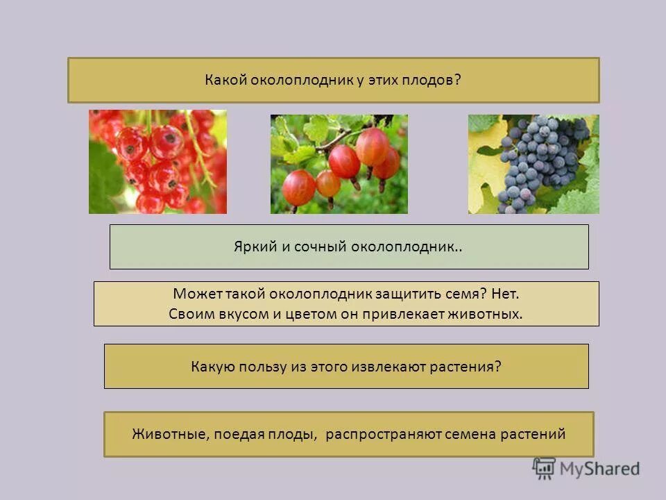 околоплодник и семя. строение плода растения 6 класс биология. околоплодник плода 6 класс. строение плода 6 класс биология схема. околоплодник у растений.