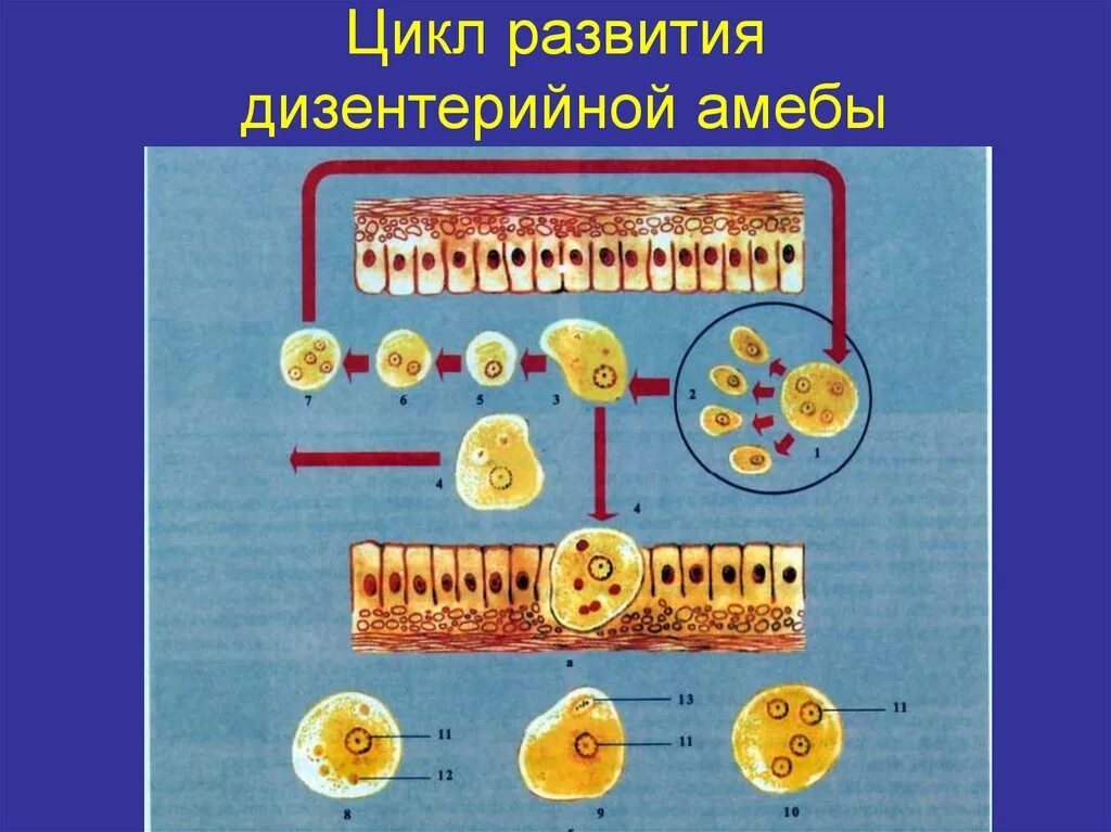 В каком организме происходит развитие дизентерийной амебы. Цикл развития дизентерийной амебы. Стадии цикла развития дизентерийной амебы. Жизненный цикл дизентерийной амебы схема. Цикл развития дизентерийной амебы рисунок.