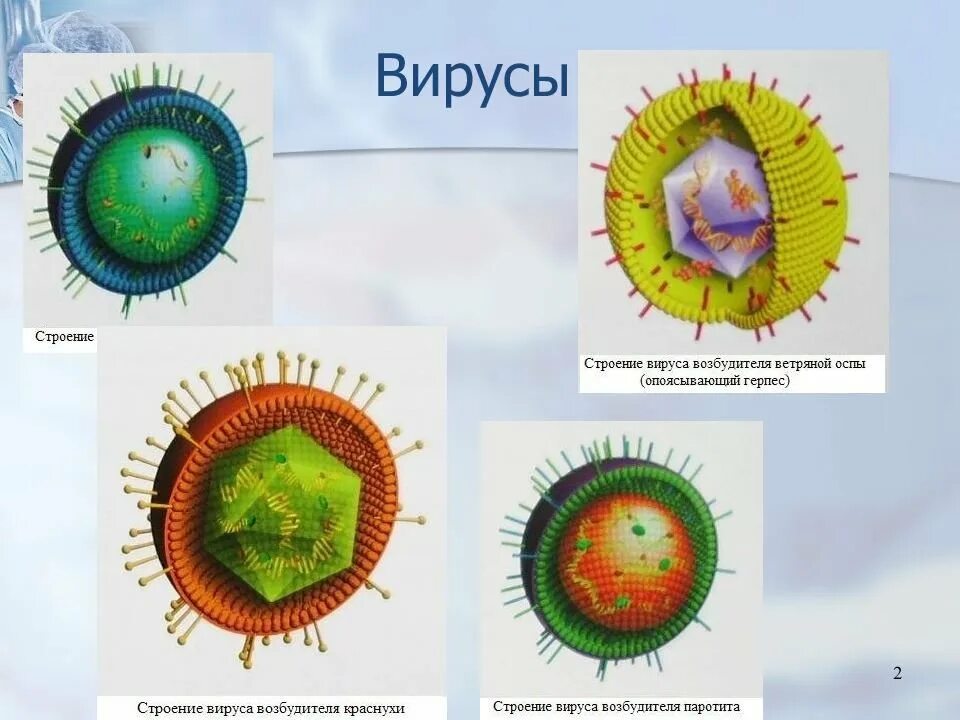 3 строение вируса. Строение вируса. Структура вируса. Вирус оспы строение. Строение клетки вируса.