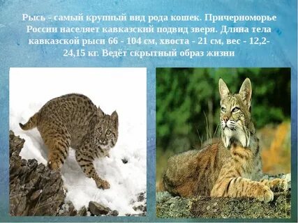 Рысь описание