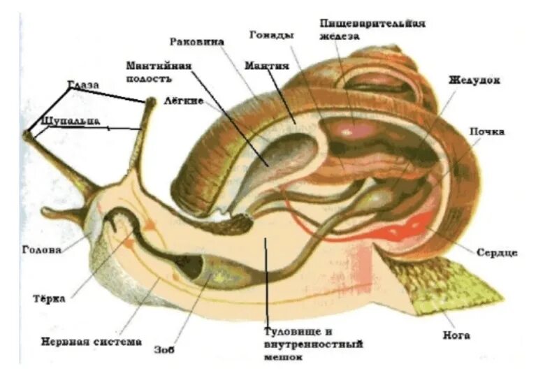 Ракушка орган