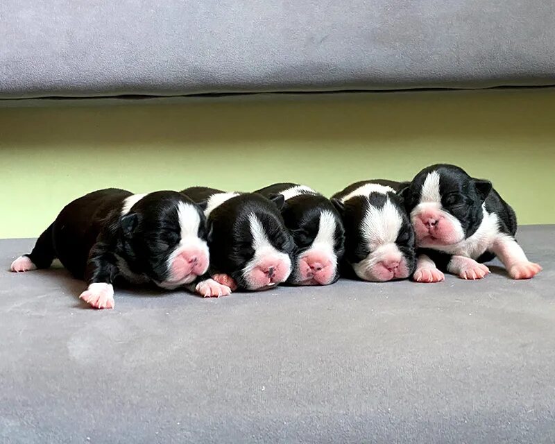 приют для собак в москве. животные в питомнике. питомник чихуахуа. шипперке щенки. собачий питомник.