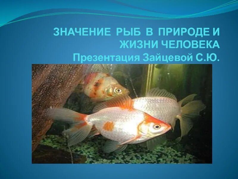 Рыбы в природе и жизни человека. Роль рыб в природе. Значение рыб. Роль рыб для человека. Значение рыбы в питании