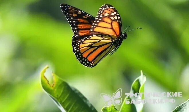 butterfly photos Fantastic Friday: Kathleen Baldwin's Heartbreak & Heartache - T