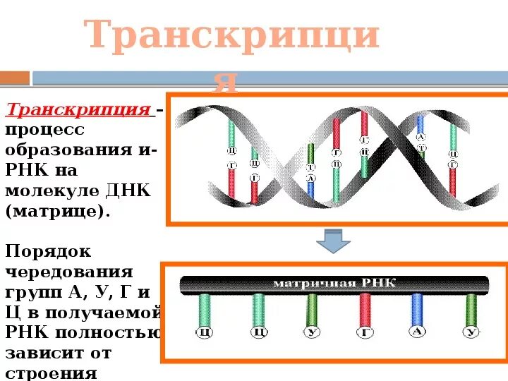 Матрица в процессе транскрипции. Процесс транскрипции. Является матрицей в процессе транскрипции. Процесс транскрипции в биологии.