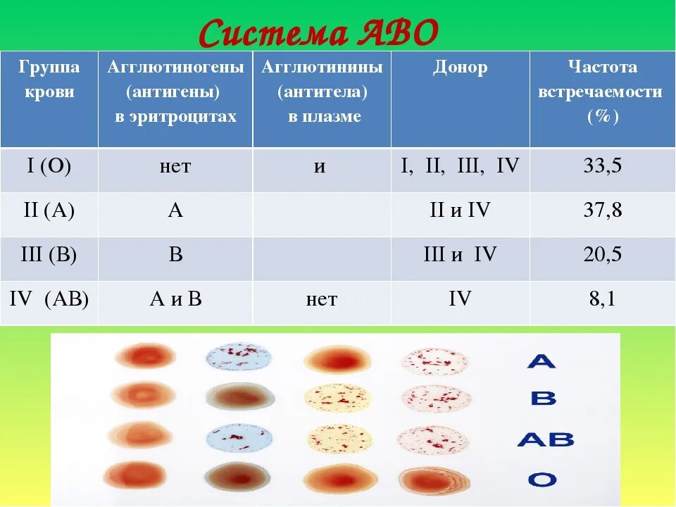 2 группа крови биология. Таблица по группам крови агглютиногены и агглютинины. Группа крови и резус фактор 8 класс. Таблица взаимодействия групп крови. Группы крови 2 + 4 группа.