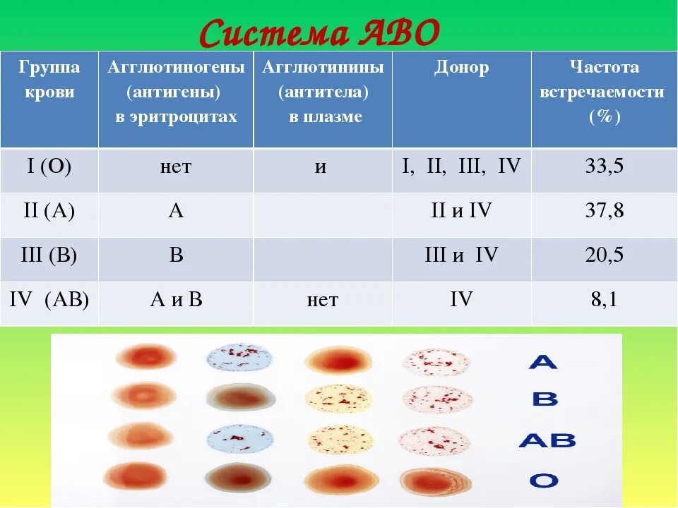 8 лет какая группа. Таблица по группам крови агглютиногены и агглютинины. Группа крови и резус фактор 8 класс. Таблица взаимодействия групп крови. Группы крови 2 + 4 группа.