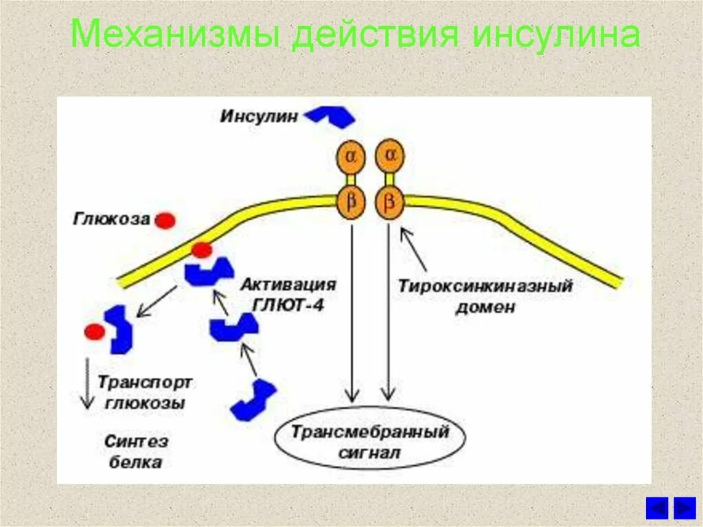 Механизм действия инсулина биохимия. Механизм действия инсулина биохимия гормоны. Мембранный механизм действия инсулина. Механизм транспорта инсулина.