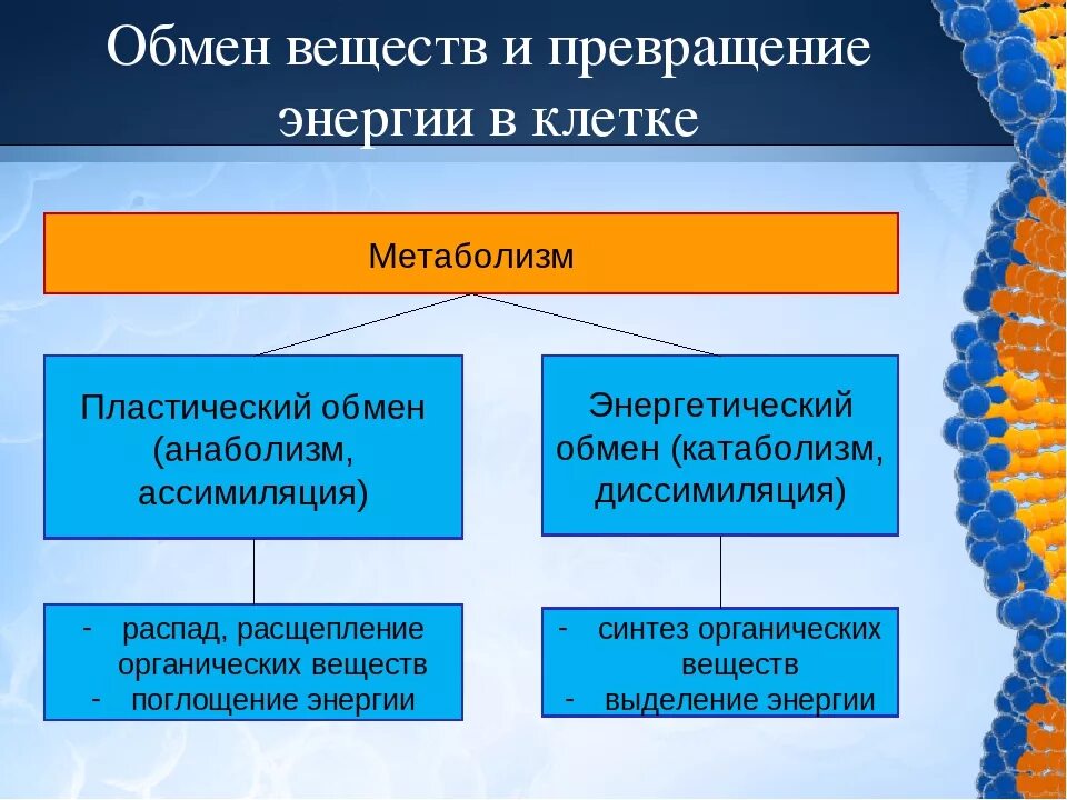 Основы существования живого